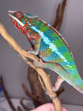 Load image into Gallery viewer, AMBILOBE Panther Chameleon: (B3)
