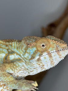 AMBILOBE FEMALE Panther Chameleon: 🚺 (C4)