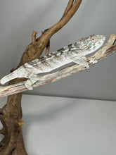 Load image into Gallery viewer, AMBILOBE FEMALE Panther Chameleon: 🚺 (Q19)
