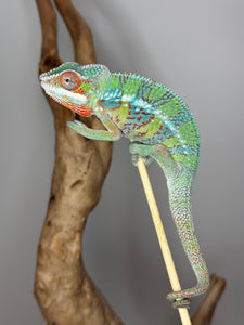 AMBILOBE Male Panther Chameleon: (E5)