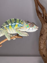 Load image into Gallery viewer, AMBILOBE Panther Chameleon: (E16)
