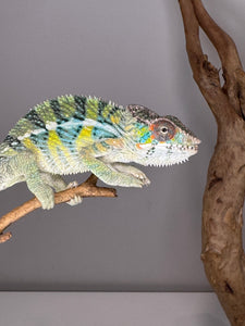 AMBILOBE Panther Chameleon: (E16)