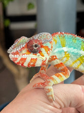 Load image into Gallery viewer, AMBILOBE Panther Chameleon: (C1)
