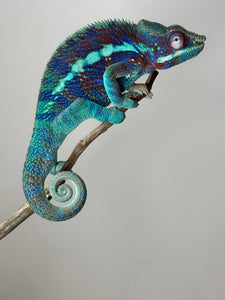 AMBANJA Panther Chameleon: (J6)