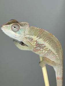 AMBILOBE Panther Chameleon male: (E1)