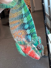 Load image into Gallery viewer, AMBILOBE Panther Chameleon: (E35)
