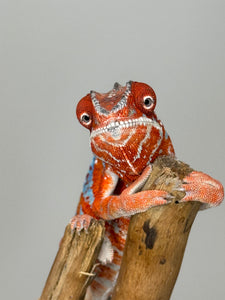 AMILOBE Panther Chameleon: (E34)