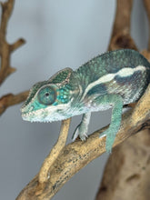 Load image into Gallery viewer, SURPRISE! Panther Chameleon: (E7)
