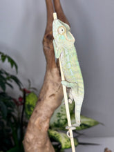 Load image into Gallery viewer, AMBANJA FEMALE Panther Chameleon: Neon Nights x Tango (S18)
