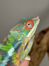 Load image into Gallery viewer, AMILOBE Panther Chameleon: (E32)
