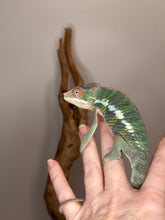 Load image into Gallery viewer, AMBILOBE Panther Chameleon: (E11)

