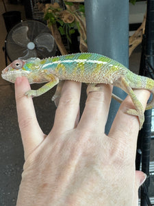AMBILOBE Panther Chameleon: (E35)