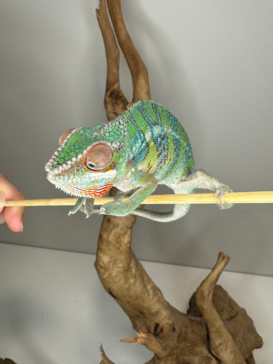 AMBILOBE Male Panther Chameleon: (E5) – FramsChams Panther Chameleons