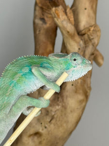 Ambilobe male panther chameleon: Flash x Opal (E23)