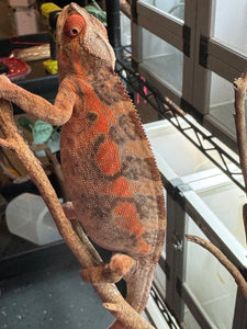 AMBILOBE FEMALE Panther Chameleon: 🚺 (C6)