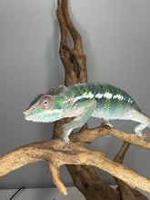 Load image into Gallery viewer, AMBILOBE Panther Chameleon: (E11)
