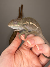 Load image into Gallery viewer, Young F1 Ankify Panther Chameleon – Male with Incredible Potential | E34
