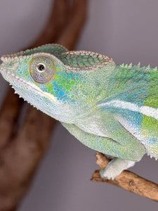 AMBILOBE Panther Chameleon: (E7)