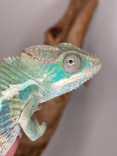 Load image into Gallery viewer, AMBILOBE Panther Chameleon: (E14)
