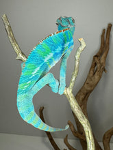 Load image into Gallery viewer, Ambilobe Panther Chameleon (E20)
