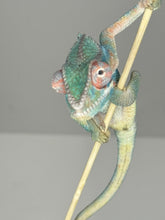 Load image into Gallery viewer, AMBILOBE Male Panther Chameleon: (E30)
