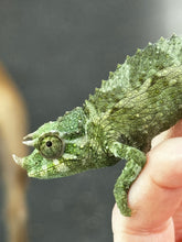 Load image into Gallery viewer, Male Jackson’s Chameleon: I7
