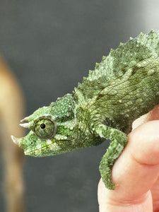 Male Jackson’s Chameleon: I7