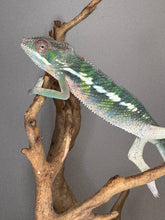 Load image into Gallery viewer, AMBILOBE Panther Chameleon: (E11)
