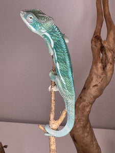 SURPRISE! Panther Chameleon: (E24)