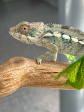 Load image into Gallery viewer, AMBILOBE Panther Chameleon: Frank x Sandy (I8)
