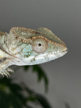 Load image into Gallery viewer, AMBILOBE FEMALE Panther Chameleon: Rogue x Phoenix (S5)

