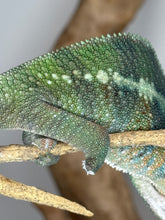 Load image into Gallery viewer, AMBILOBE Panther Chameleon: (J3)
