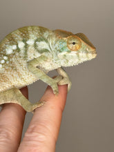 Load image into Gallery viewer, NOSY BE FEMALE Panther Chameleon: 🚺 (S7)
