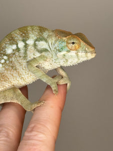 NOSY BE FEMALE Panther Chameleon: 🚺 (S7)