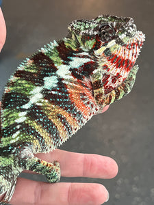 AMBILOBE Panther Chameleon: WC Hawkeye x Nugget (C11)