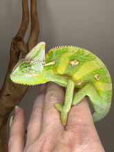 Load image into Gallery viewer, *LAST ONE* MALE Veiled Chameleon
