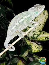 Load image into Gallery viewer, ANKILOBE Panther Chameleon: Ankify x Ambilobe (Q7)
