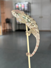 Load image into Gallery viewer, AMBILOBE Panther Chameleon: Sam x Georgia (P10)
