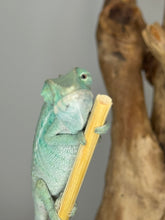 Load image into Gallery viewer, NOSY BE Panther Chameleon male: (E28)
