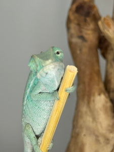 NOSY BE Panther Chameleon male: (E28)