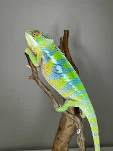 AMBILOBE Panther Chameleon: (E12)