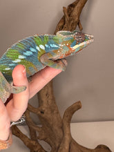 Load image into Gallery viewer, AMBILOBE Panther Chameleon: (E23)
