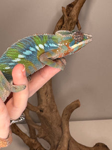 AMBILOBE Panther Chameleon: (E23)
