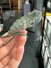 Load image into Gallery viewer, AMBANJA X ANKIFY Panther Chameleon:(S4)
