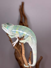 Load image into Gallery viewer, AMBILOBE Panther Chameleon: (E7)
