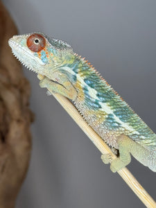 🌈 Young Male Ambilobe Panther Chameleon | Flash Jr. x Aslan - Bold Coloration, Friendly Temperament | E34