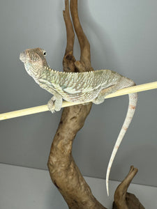 AMBILOBE Panther Chameleon male: (E4)