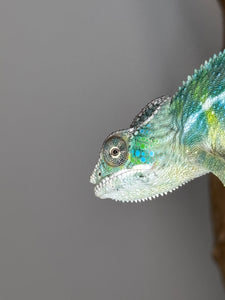 SAMBAVA Panther Chameleon: (E19)