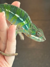 Load image into Gallery viewer, AMBILOBE Panther Chameleon: Frank x Sandy (J6)
