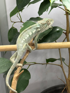 AMBILOBE FEMALE Panther Chameleon: 🚺 (E30)